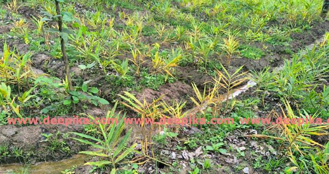 തു​ട​ർ​ച്ച​യാ​യ മ​ഴ: ഇ​ഞ്ചി ക​ർ​ഷ​ക​ർ പ്ര​തി​സ​ന്ധി​യി​ൽ