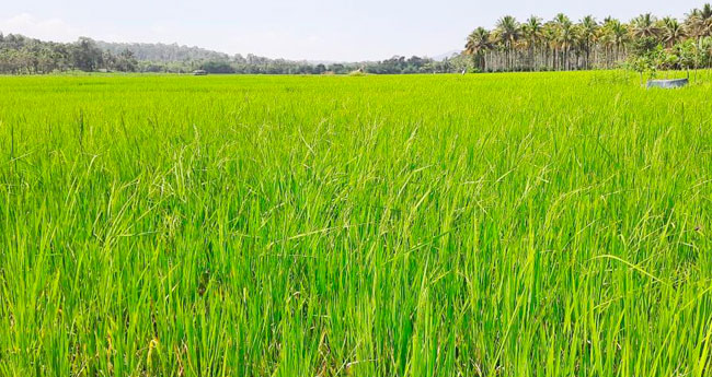 നെൽകൃഷിക്ക് മഞ്ഞളിപ്പും ഓലകരിച്ചിലും വ്യാപകം; ക​ർ​ഷ​ക​ർ ആ​ശ​ങ്ക​യി​ൽ