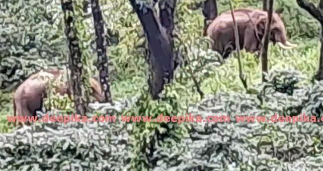 നെ​ല്ലി​യാ​മ്പ​തി ജ​ന​വാ​സ മേ​ഖ​ല​യി​ൽ കാ​ട്ടാ​ന​ക​ൾ;  തോ​ട്ടം തൊ​ഴി​ലാ​ളി​ക​ൾ ഭീ​തി​യി​ൽ