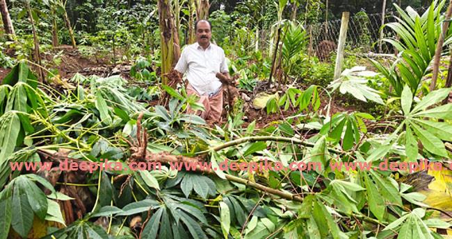 കാ​ട്ടു​പ​ന്നി​ക്കൂ​ട്ടം കൃ​ഷി ന​ശി​പ്പി​ച്ചു