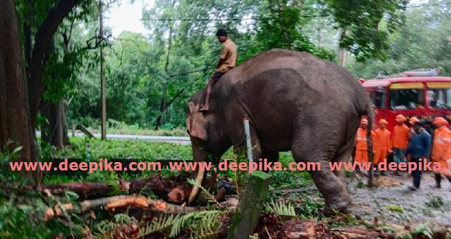മ​ഴ​യി​ൽ വീ​ണ മ​രം  നീ​ക്കം​ചെ​യ്യാ​ൻ കും​കി ആ​ന​യും