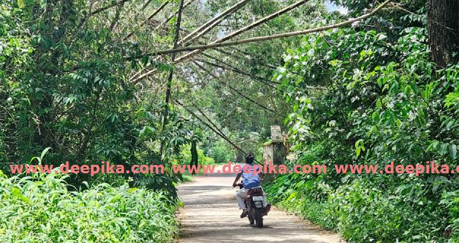 പ​ള്ളി​മു​ക്കി​ല്‍ റോ​ഡി​ലേ​ക്ക് മു​ള​ങ്കൂട്ടം  ഒ​ടി​ഞ്ഞു വീ​ണു​; യാ​ത്ര​ക്കാ​ര്‍ ബുദ്ധിമുട്ടിൽ‍