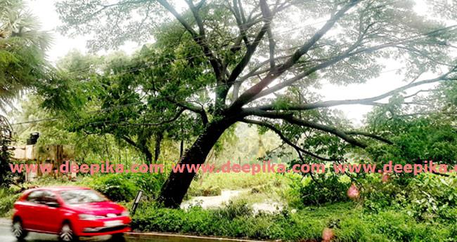 റോഡരികിലെ ചെരി​ഞ്ഞ വാ​ക​മ​രം മു​റി​ച്ചുനീ​ക്ക​ണ​മെ​ന്ന് ആവശ്യം