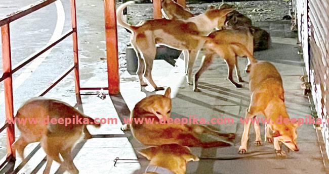 നാ​യ ശ​ല്യ​ത്തി​ൽ പൊ​റു​തി​മു​ട്ടി അ​തി​ര​മ്പു​ഴ