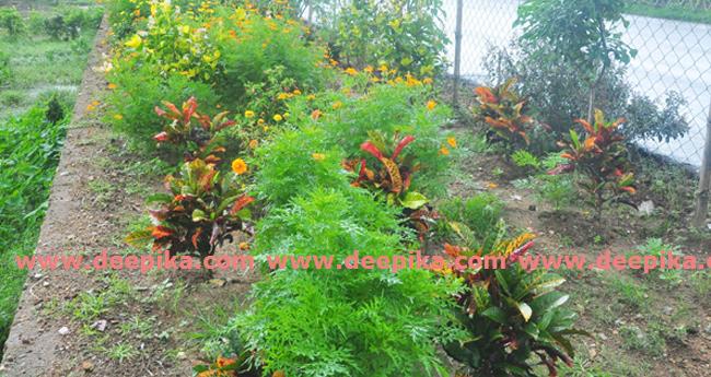 മാ​ലി​ന്യക്കൂമ്പാ​ര​മാ​യി​രു​ന്ന പേ​ഴും​ക​ര പാ​ല​ത്തി​ന്‍റെ വ​ശ​ങ്ങ​ള്‍ സ്‌​നേ​ഹാ​രാ​മം