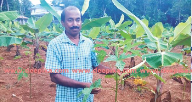 അ​റി​വു പ​ക​രു​ന്ന​തി​നൊ​പ്പം  മ​ണ്ണി​ൽ പൊ​ന്നു​വി​ള​യി​ച്ച്‌ അ​ധ്യാ​പ​ക​ൻ
