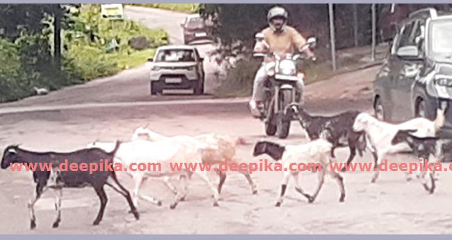 റോഡിൽ ഇറങ്ങുന്ന ആട്ടിൻകൂട്ടം ഗതാഗതക്കുരുക്കുണ്ടാക്കുന്നു