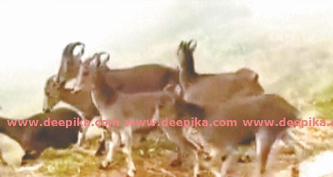 സ​ഞ്ചാ​രി​ക​ൾ​ക്ക് കൗതുകമായി  വ​ര​യാ​ടി​ൻ കു​ഞ്ഞു​ങ്ങ​ൾ