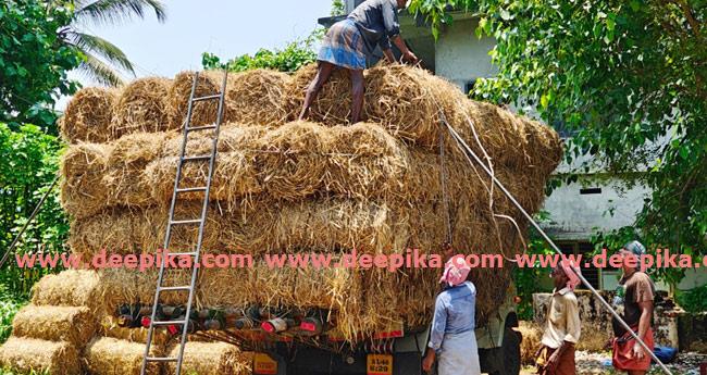 വൈ​ക്കോ​ലി​നു പൊ​ന്നുംവി​ല; കി​ട്ടാ​ക്ക​നി