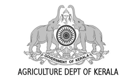 ഇ​ഞ്ചി കൃ​ഷി​യു​ടെ വ്യാ​പ​ക​നാ​ശം:  കൃ​ഷി​വ​കു​പ്പ് അ​നാ​സ്ഥ വെ​ടി​യ​ണ​മെ​ന്ന്