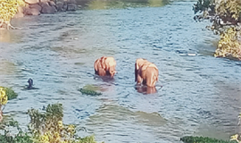 ജ​ന​വാ​സ മേ​ഖ​ല​യി​ല്‍  കാ​ട്ടാ​ന​ക്കൂ​ട്ടം