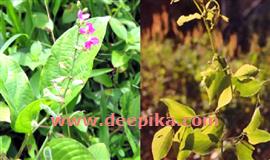 വാഗ്ദാനത്തിലൊതുങ്ങി ആ​യു​ർ​വേ​ദ വി​ല്ലേ​ജ്