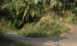 റോ​ഡ​രി​കി​ല്‍ ഭീ​ഷ​ണി​യാ​യി മ​ര​ങ്ങ​ള്‍; മ​നു​ഷ്യാ​വ​കാ​ശ ക​മ്മീ​ഷ​ന്‍ കേ​സെ​ടു​ത്തു