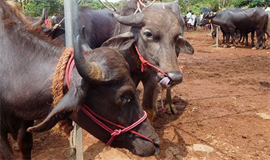 പോ​ത്തി​നെ ക​ശാ​പ്പു ചെ​യ്തു  ക​ട​ത്തി​ക്കൊ​ണ്ടുപോ​യ  കേ​സി​ല്‍ ര​ണ്ടു പേ​ര്‍ അ​റ​സ്റ്റി​ല്‍