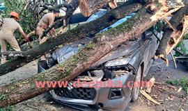 വ​ൻ​മ​രം ക​ട​പു​ഴ​കി വാ​ഹ​ന​ത്തി​ന്  മു​ക​ളി​ലേ​ക്ക് വീ​ണു