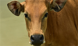 പ​രാ​തി ന​ൽ​കി പ​രി​സ​ര​വാ​സി ത​ള​ർ​ന്നു : മാ​ലി​ന്യ സം​സ്ക​ര​ണ​ത്തി​ന് സം​വി​ധാ​നമില്ലാതെ ക​ന്നു​കാ​ലി വ​ള​ർ​ത്ത​ൽ