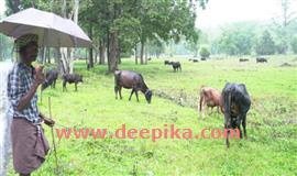 വ​ന്യ​ജീ​വി​ശ​ല്യം: വ​നാ​തി​ർ​ത്തി​ഗ്രാ​മ​ങ്ങ​ളി​ൽ  ക​ന്നു​കാ​ലി വ​ള​ർ​ത്ത​ൽ കു​റ​യു​ന്നു