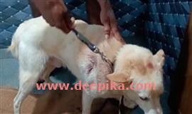 പു​ലി​യു​ടെ ആ​ക്ര​മ​ണ​ത്തി​ൽ വ​ള​ർ​ത്തു മൃ​ഗ​ത്തി​ന് പ​രി​ക്കേ​റ്റു