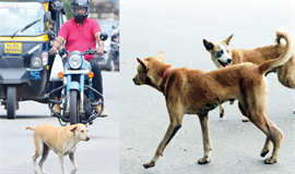 നരനായാട്ട്; ക​ടി​യേ​റ്റ​ത്‍ പ​തി​നാ​യി​ര​ങ്ങ​ള്‍ക്ക്