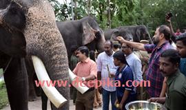 ലോക ഗജദിനാചരണം; സ​ഹ്യ​ന്‍റെ മ​ക്ക​ൾ​ക്ക് വി​രു​ന്നൂ​ട്ടി വ​ന​പ​ലാ​ക​ർ