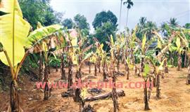 മ​രു​ന്ന് മാ​റിന​ൽ​കി; ഏ​ത്ത​വാ​ഴ ക​രി​ഞ്ഞു​ണ​ങ്ങി