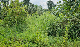 ജീവനും സ്വത്തിനും ഭീ​ഷ​ണിയായി വ​ന്യ​മൃ​ഗ​ങ്ങൾ