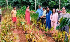 ഇ​ഞ്ചി​കൃ​ഷി രോ​ഗ​വ്യാ​പ​നം;  കൃ​ഷി​യി​ട​ങ്ങ​ൾ വി​ദ​ഗ്ധ സം​ഘം സ​ന്ദ​ർ​ശി​ച്ചു