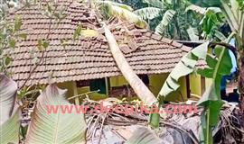 തെ​ങ്ങു​വീ​ണ് വീ​ടു​ ത​ക​ര്‍​ന്നു