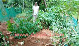 കാ​ട്ടു​പ​ന്നി​ക​ളെ​ക്കൊ​ണ്ട്  പൊ​റു​തി​മു​ട്ടി ക​ര്‍​ഷ​ക​ര്‍