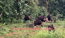 വ​ന്യ​മൃ​ഗ​ശ​ല്യം രൂക്ഷം