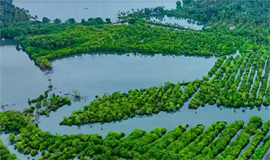 അ​ഷ്‌ടമു​ടി കാ​യ​ലി​ലെ  ക​ണ്ട​ൽക്കാടുകൾ  നാ​ശ​ത്തി​ലേ​ക്ക്
