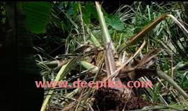രാ​ത്രി​യി​ൽ റോ​ഡ് കീ​ഴ​ട​ക്കി കാ​ട്ടാ​ന​ക​ൾ