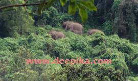 ക​ണ്ടി​വാ​തു​ക്ക​ലി​ല്‍ കാ​ട്ടാ​ന​ക​ളി​റ​ങ്ങി; കൃ​ഷി​യി​ട​ങ്ങ​ളി​ല്‍ വ്യാ​പ​ക നാ​ശ​ന​ഷ്ടം