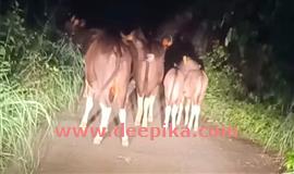 സോ​ളാ​ര്‍ ഫെ​ന്‍​സിം​ഗ് പ​ദ്ധ​തി പാ​ളി: ക​ക്ക​യ​ത്ത് വീ​ണ്ടും ഭീ​ഷ​ണി വി​ത​ച്ച് കാ​ട്ടു​പോ​ത്തു​ക​ള്‍