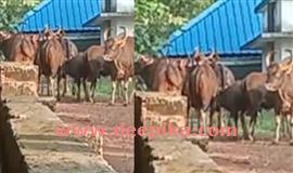 കാ​ട്ടു​പോ​ത്തു​ക​ളും കാ​ട്ടാ​ന​ക​ളും  നാട്ടുകാരുടെ ഉ​റ​ക്കം കെ​ടു​ത്തു​ന്നു