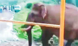 ജ​ന​വാ​സ മേ​ഖ​ല​ക​ളെ  വി​റ​പ്പി​ച്ച് കാ​ട്ടുകൊ​മ്പ​ന്മാ​ർ