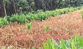 കു​മി​ൾ​രോ​ഗം ബാ​ധി​ച്ച് കോ​ത​മം​ഗ​ലം താ​ലൂ​ക്കി​ൽ  ഇ​ഞ്ചി​കൃ​ഷി ന​ശി​ക്കു​ന്നു