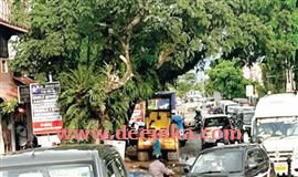 ഗ​താ​ഗതക്കുരുക്കായി  ത​ണ​ൽ​മ​രങ്ങൾ