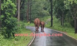 പാ​ക്കം - കു​റി​ച്ചി​പ്പ​റ്റ റോ​ഡി​ൽ കാ​ട്ടാ​ന ശ​ല്യം രൂ​ക്ഷം