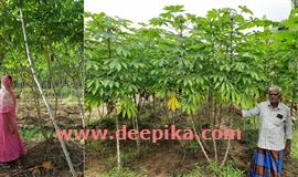 കേ​ര​ള​ത്തി​ല്‍​ ഏ​റ്റ​വും കൂ​ടു​ത​ല്‍  മ​ര​ച്ചീ​നി​ കൃ​ഷി ജി​ല്ല​യി​ല്‍