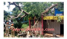 കെ​ട്ടി​ട​ത്തി​ന് മു​ക​ളി​ൽ മ​രംവീ​ണു