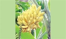 ഞാ​ലി​പ്പൂ​വ​ന് ഉ​യ​ർ​ന്ന വി​ല; നേ​ട്ടം കൊ​യ്ത്  ഇ​ത​ര​സം​സ്ഥാ​ന ലോ​ബി