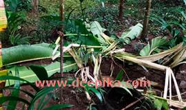 വീ​ട്ടു​മു​റ്റ​ത്തും കാ​ട്ടാ​ന : പാ​ത്തി​പ്പാ​റ​യി​ലും ഏ​നാ​ന്തി​യി​ലും  വ​ൻ​തോ​തി​ൽ കൃ​ഷി ന​ശി​പ്പി​ച്ചു
