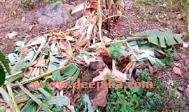 പാ​ല​ക്ക​യ​ത്ത് ആ​ദി​വാ​സി മൂ​പ്പ​ന്‍റെ  വീ​ടി​നുനേരേ കാ​ട്ടാ​ന​യു​ടെ പ​രാ​ക്ര​മം