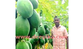 വി​കാ​സി​ന്‍റെ മനം നിറയ്ക്കും കൃഷിത്തോട്ടം