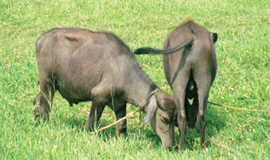 കടിഞ്ഞാണില്ലാതെ പോത്തിറച്ചിവില