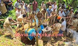 പു​ലി ഭീ​തി ഒ​ഴി​യാ​തെ  വ​നാ​തി​ർ​ത്തി ഗ്രാ​മ​ങ്ങ​ൾ