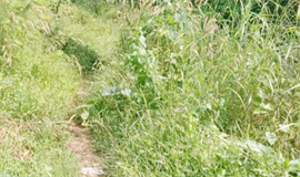 സുരക്ഷിതമായി അങ്കണവാടിയിലെത്താൻ  കുരുന്നുകൾക്ക് നടപ്പാത വേണം !
