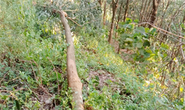 പന​ങ്കു​റ്റി താ​മ​ര​പ്പി​ള്ളി​യി​ൽ വീ​ണ്ടും  കാ​ട്ടാ​ന​കൂ​ട്ട​ം; റ​ബ​ർ മ​ര​ങ്ങ​ൾ ന​ശി​പ്പി​ച്ചു