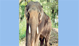 മ​ദ​കാ​ലം ക​ഴി​ഞ്ഞി​ട്ടും ഏ​വൂ​ർ  ക​ണ്ണ​നെ അ​ഴി​ക്കാ​നാ​കു​ന്നി​ല്ല